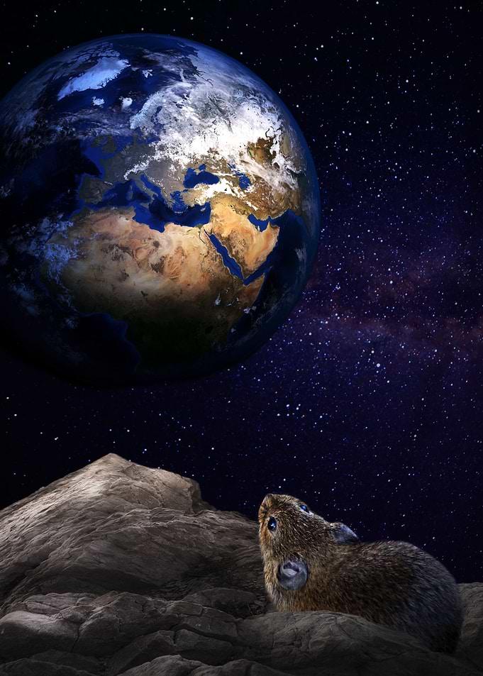 Mouse on the moon
