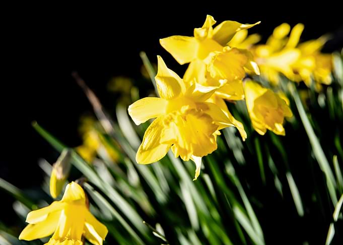 Daffodil flower no 6
