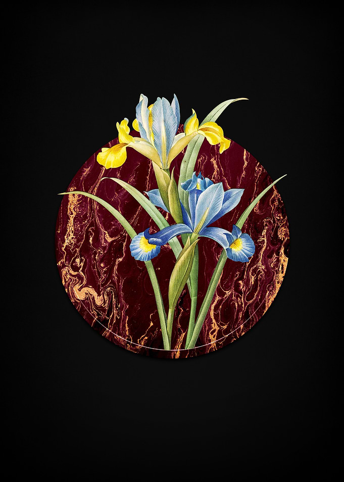 Spanish Iris