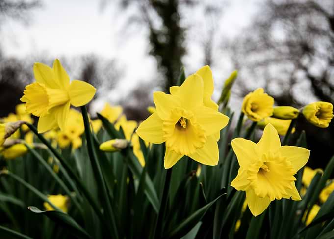 Daffodil flower no 5