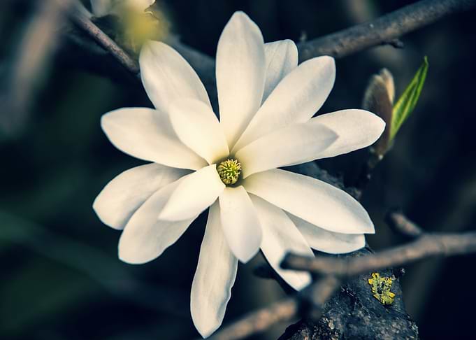 Star magnolia no 12