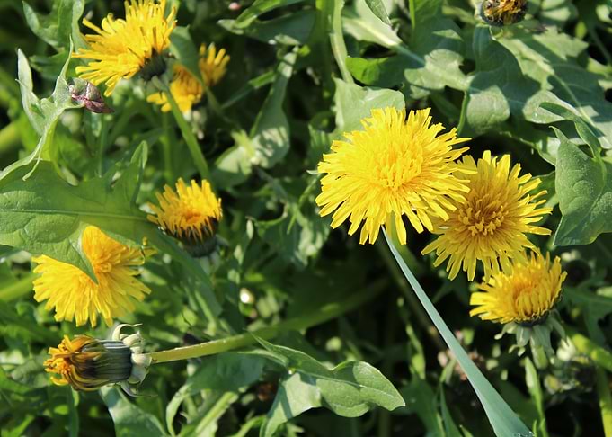 Yellow Dandelion