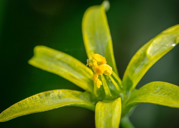 Yellow Star of Bethlehem