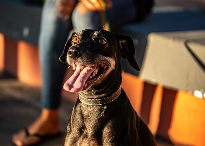 Brazilian Dog