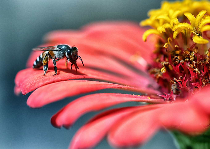 Bee on Flower