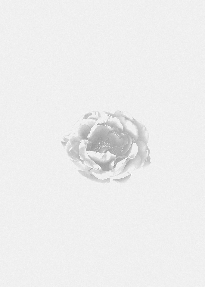 White Rose