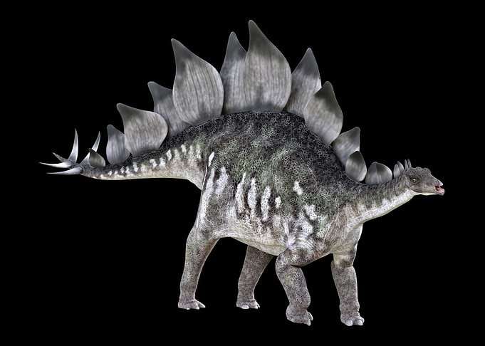 Stegosaurus Dinosaur