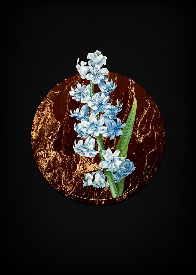 Orient Hyacinth