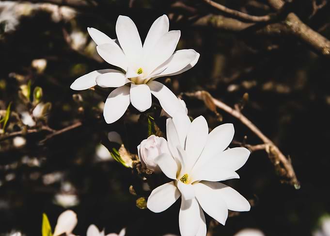 Star magnolia no 11