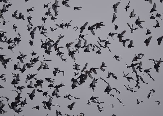 Birds