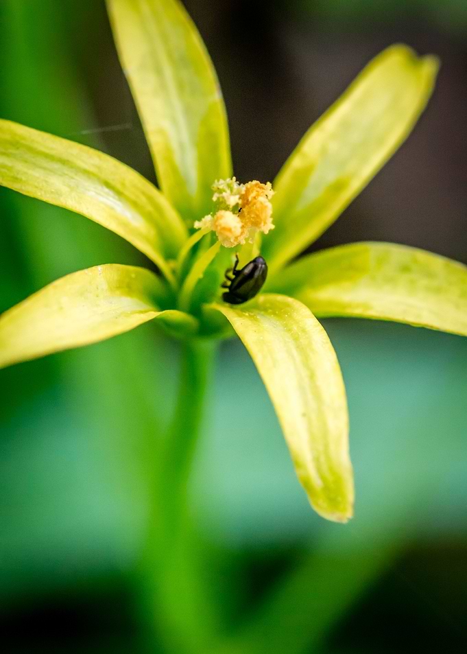 Yellow Spring Flower