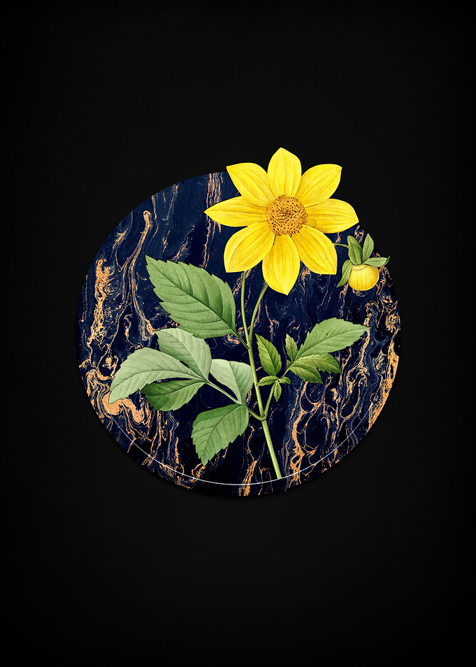 Dahlia Simplex