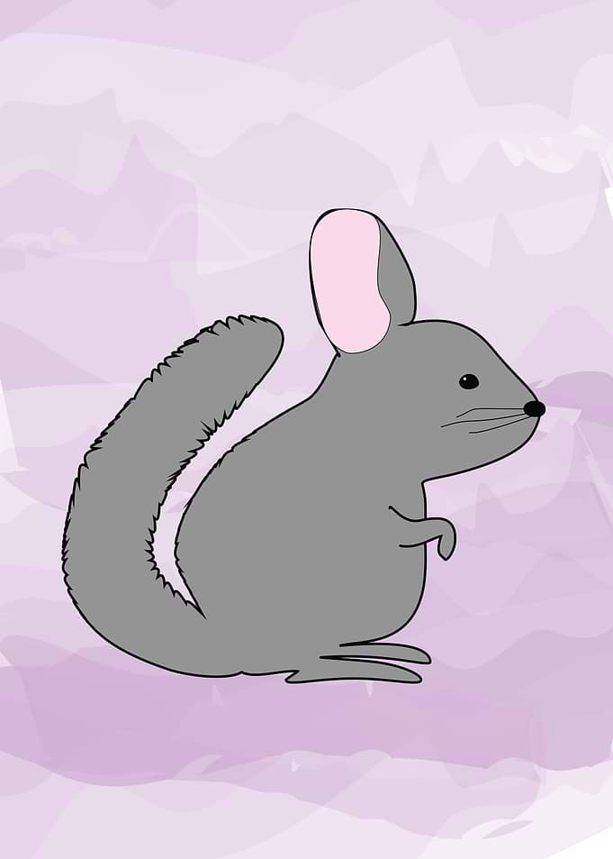chinchu