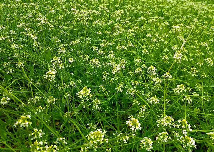 Fowers on a meadow
