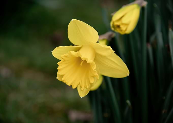 Daffodil flower no 10