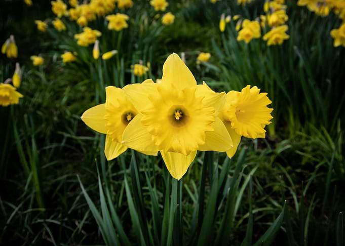 Daffodil flower no 13