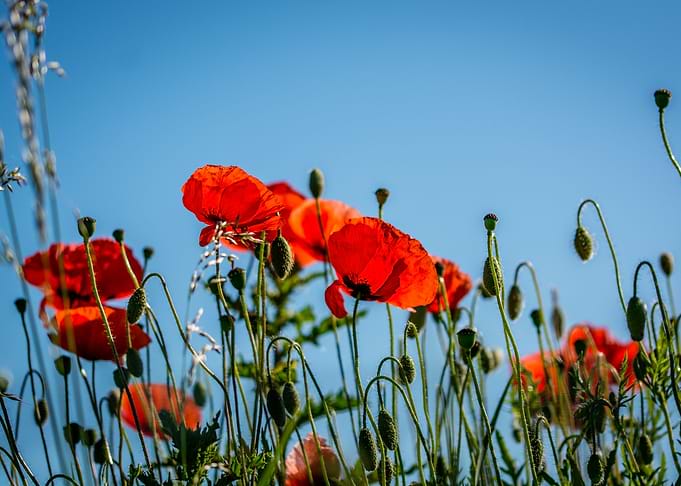 Poppies
