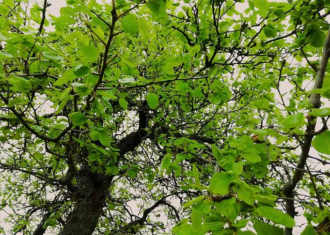 Pear tree at spring