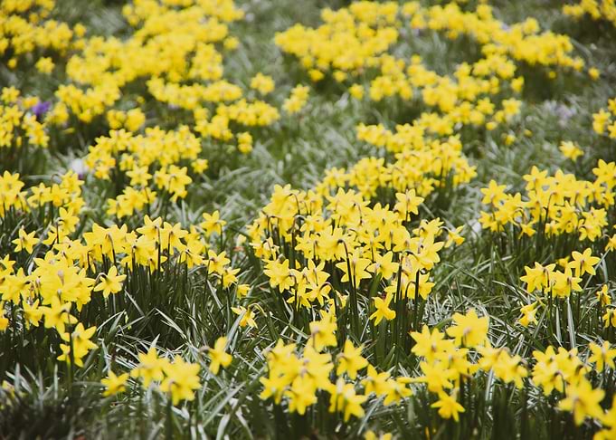 Daffodil flower no 15