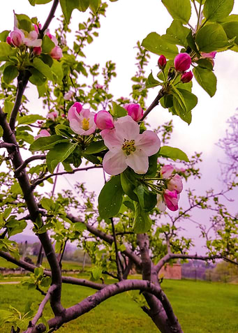 Blossoming apple tree