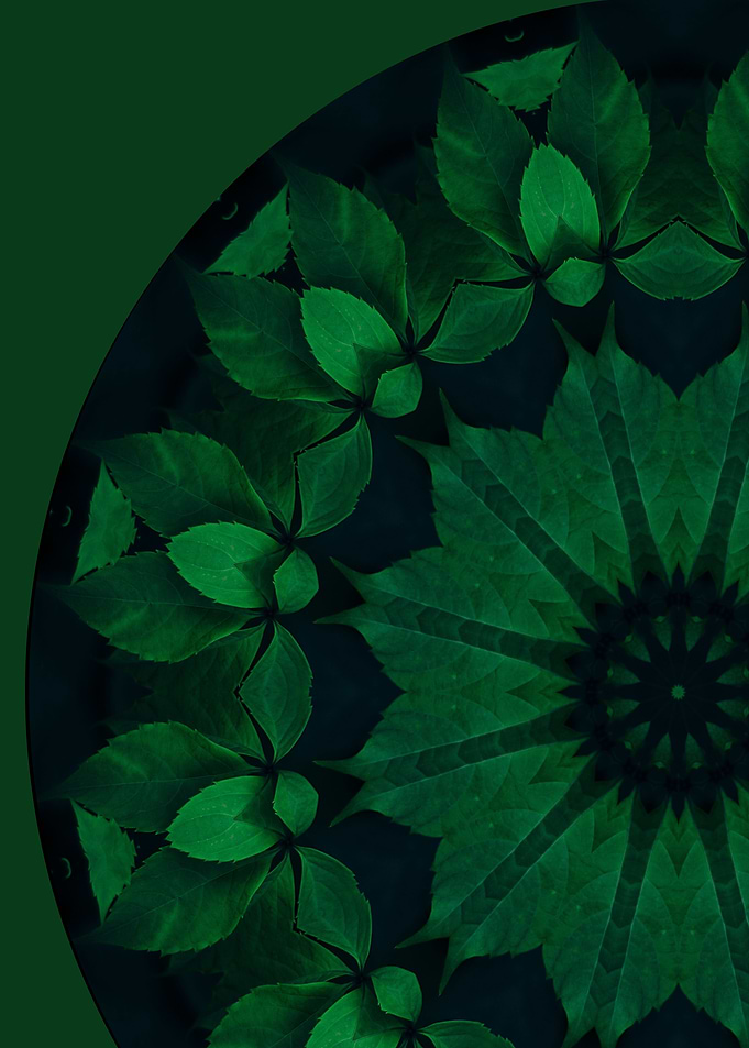 Ivy Mandala