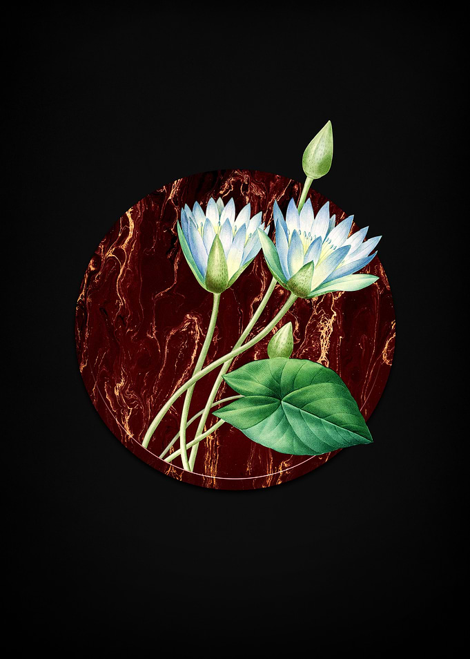 Egyptian Lotus