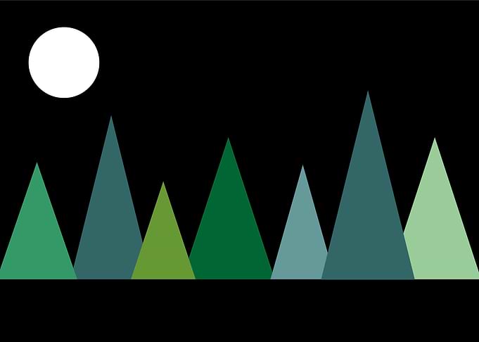 Night in the forest