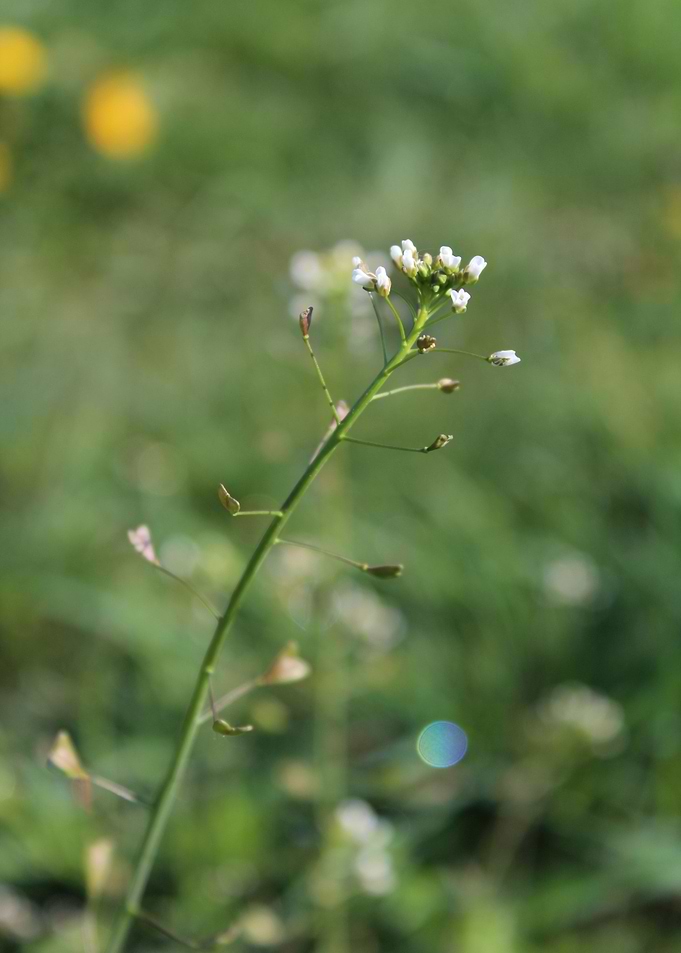 Heart Flower