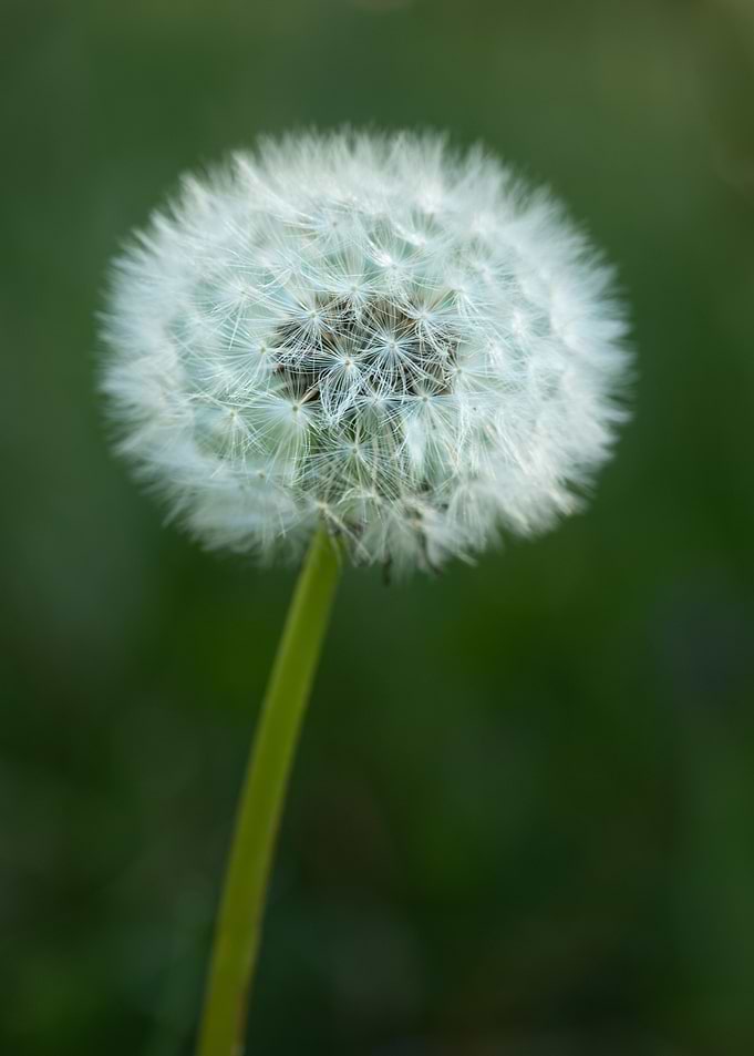 Seedhead