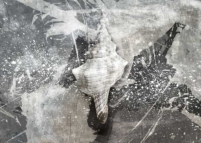 seashell