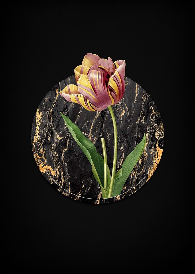 Tulip