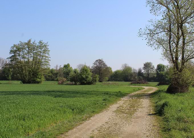Road and Field of wheat