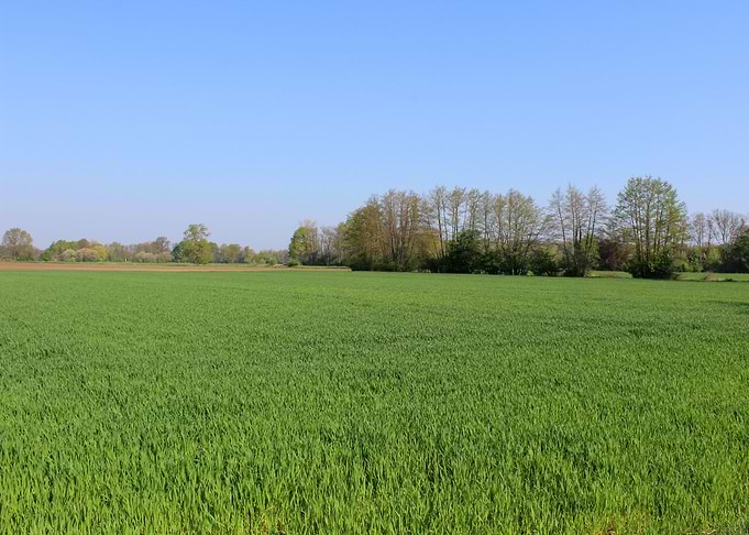 Field of Wheat