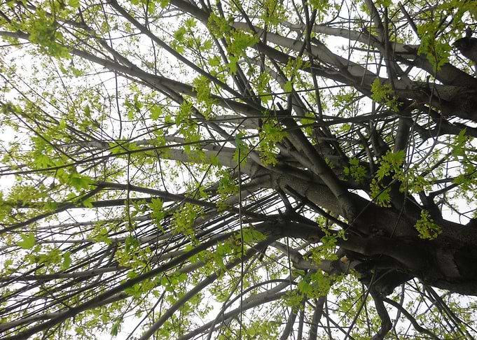 Spring branches4