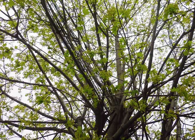 Spring branches3