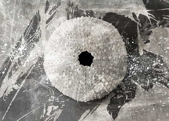 coral