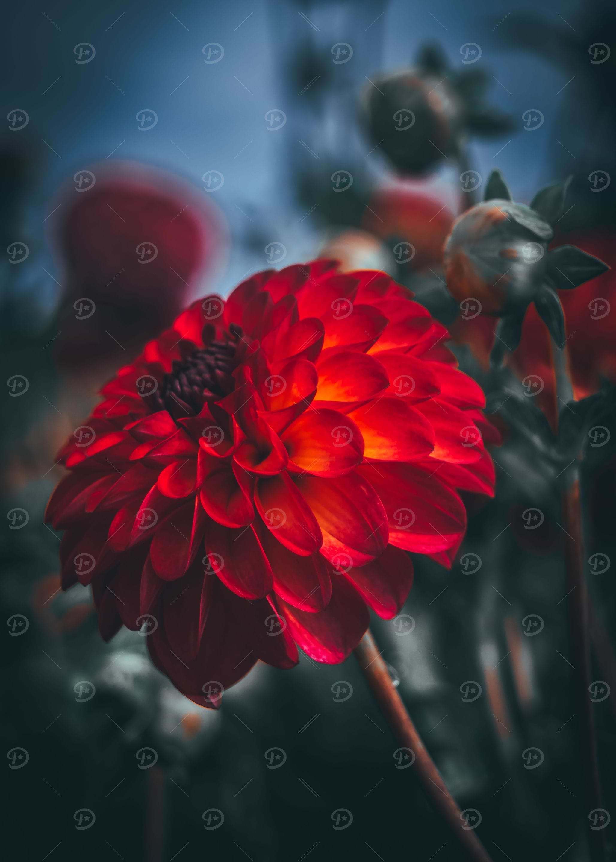 Dahlia Dream
