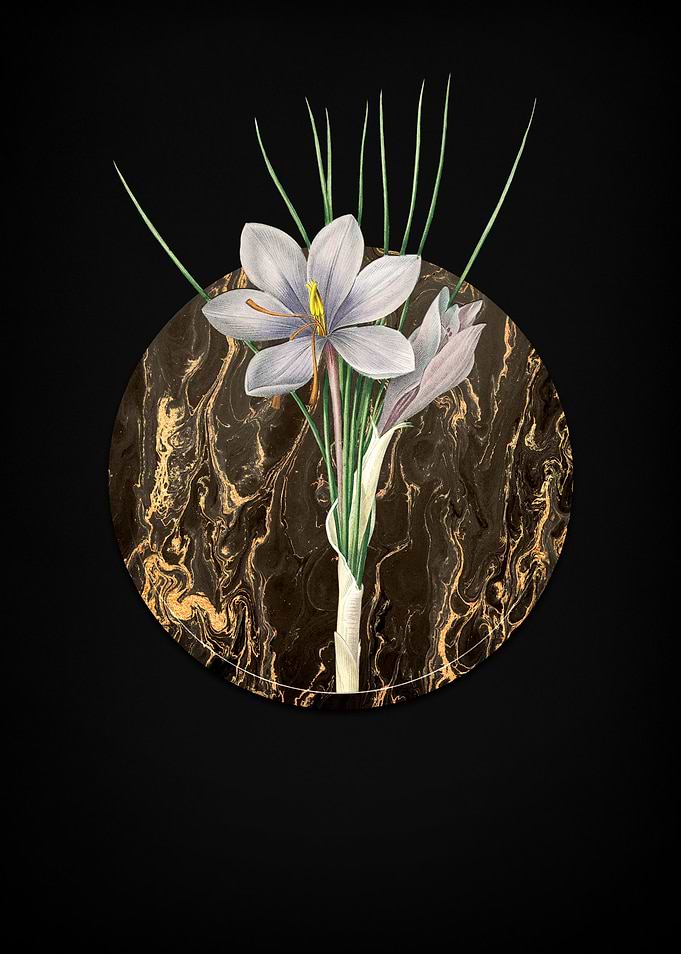 Autumn Crocus
