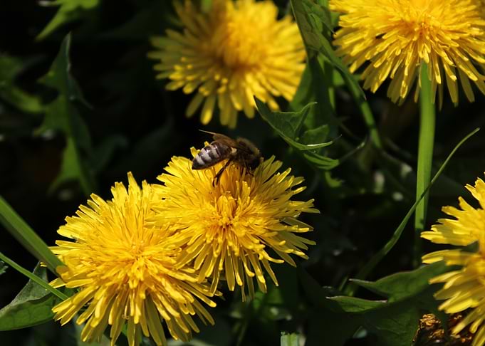 Litlle Bee