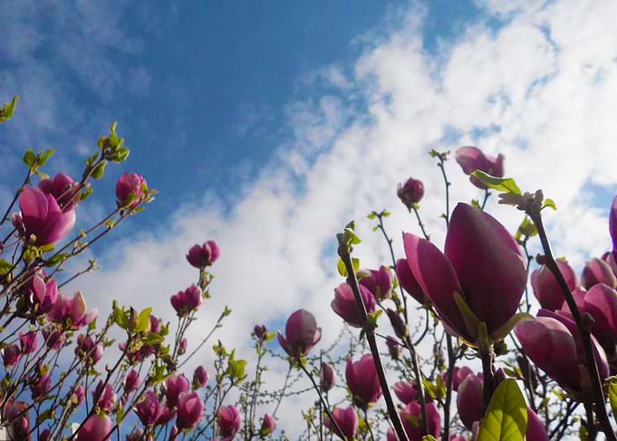 Magnolia flowers