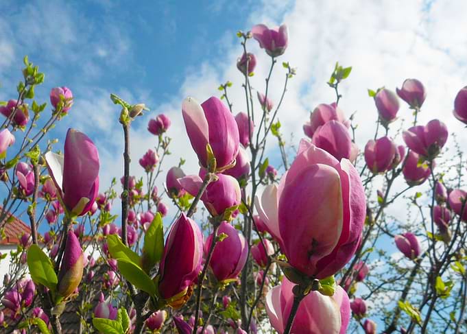 Magnolia blossom