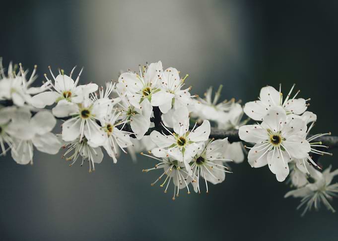 Flower Night