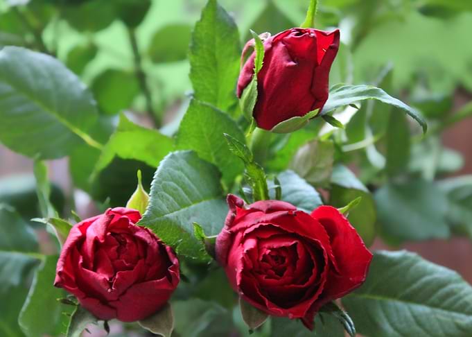 Three Roses