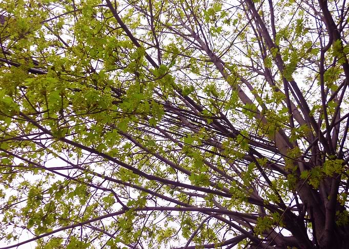 Spring branches2