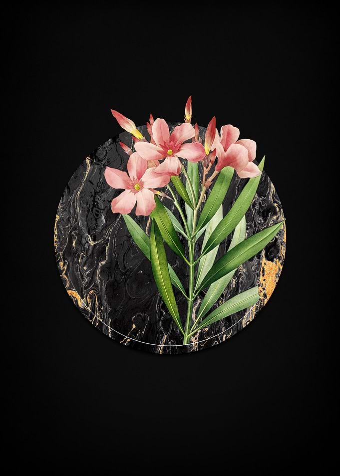 Oleander