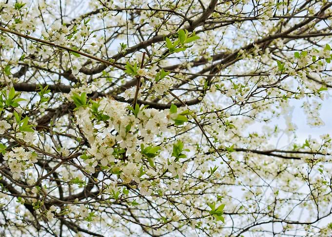 Spring flowers