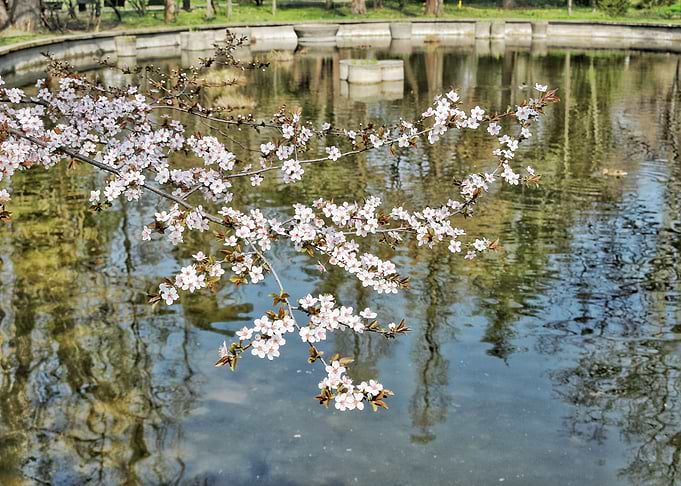 Flowers are part of nature