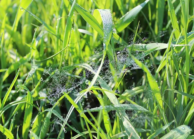Spider Web