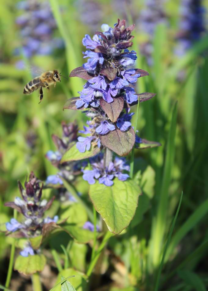 Flying Bee