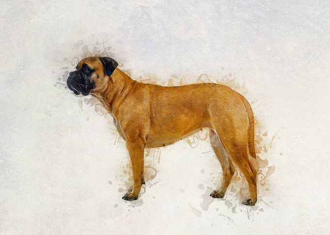 Bull mastiff